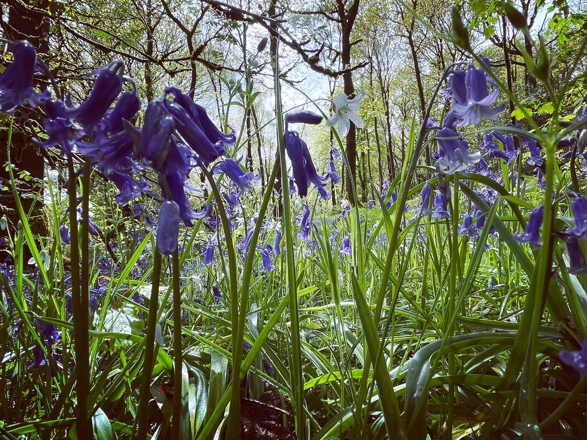 Spring woodland #woodlandflowers #wildflowers #bluebells #spring #woodlandfloor #woodland #woods #forest #trees #plants #nature #goodforthesoul #NaturePhotography #forestphotography #photography #windermere #LakeDistrict #Cumbria #countryside