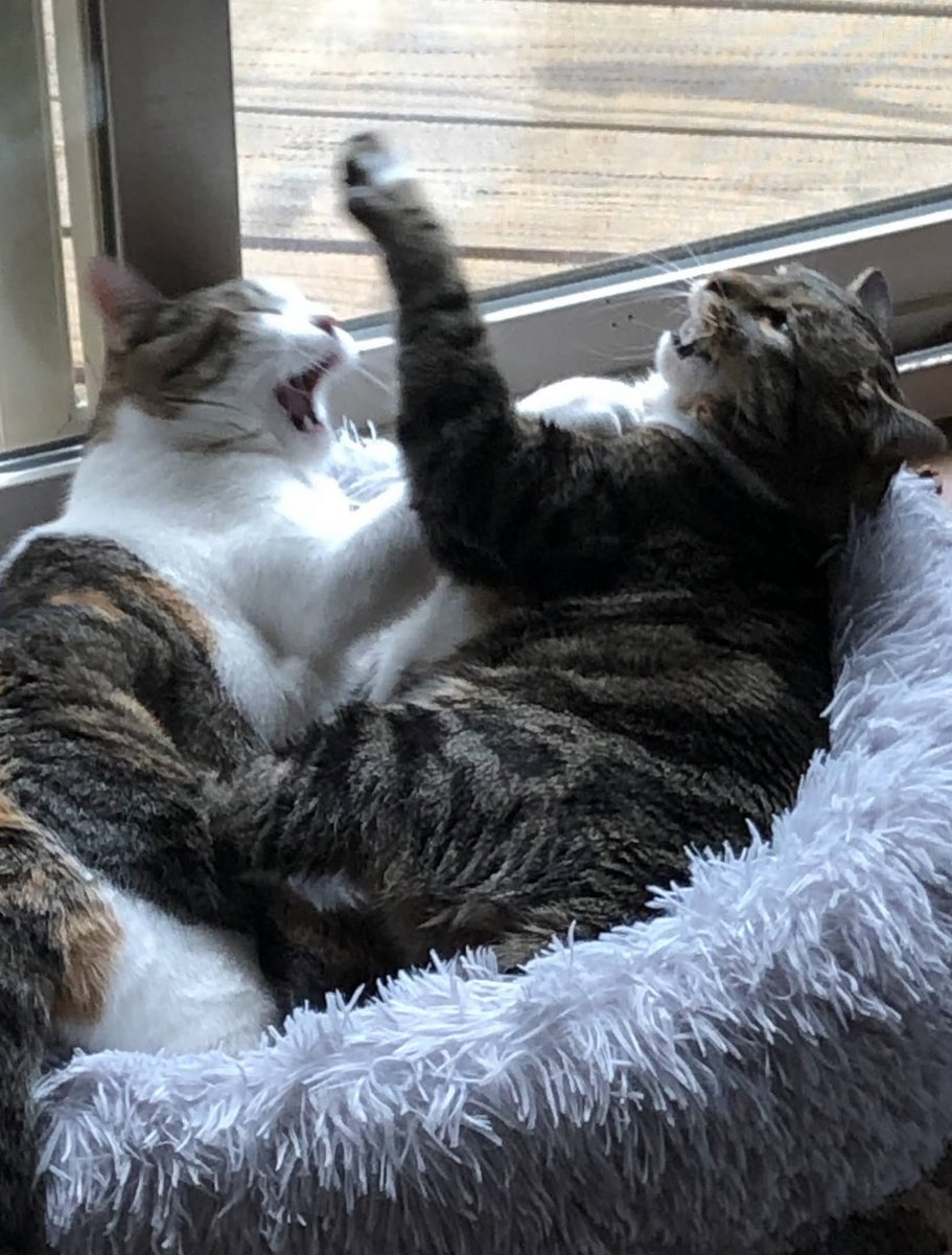 VirtualKelly's tweet image. I don’t know who told the joke, but it made Fern and Steve both ROFL. 😂