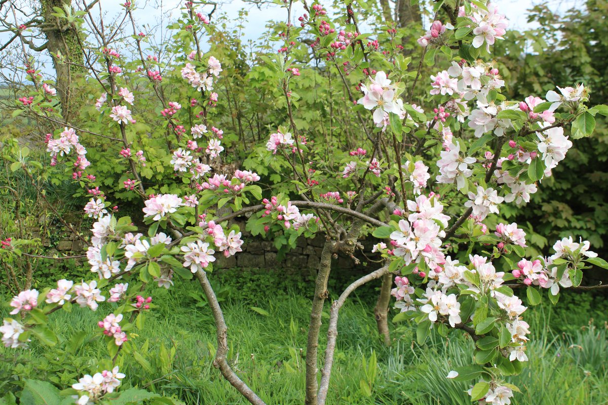 emlynevan's tweet photo. Orchard blossom #wildflowerhour #Pembrokeshire ๐ด๓ ง๓ ข๓ ท๓ ฌ๓ ณ๓ ฟ
Coed Afalau #Mallus ๐๐๐๐#Perllan https://t.co/hWEgSCy0sL