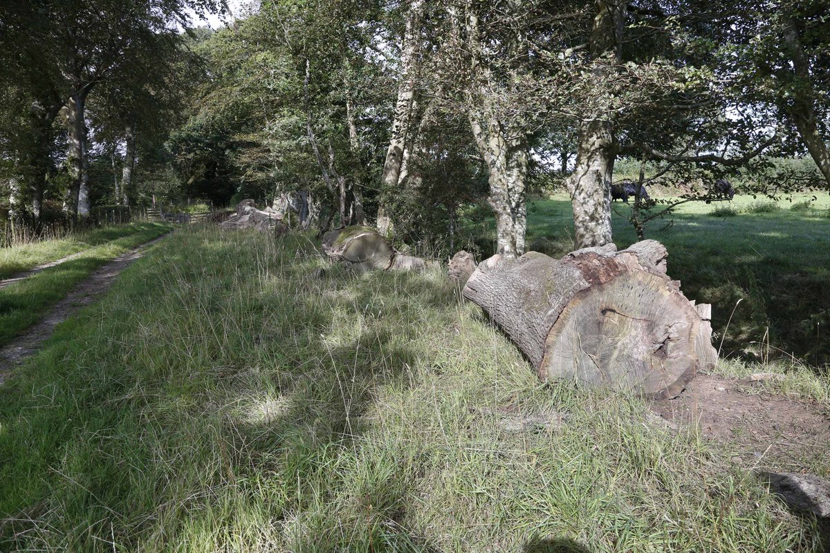 🎇 MIS I FYND! 🎇
Ry'n ni'n chwilio am grefftwr i greu Cadair go arbennig ar gyfer #steddfod2023 er cof am yr addysgwr a'r arloeswr, Dafydd Orwig, gyda choedyn o'r Lôn Goed.
Diddordeb? 👉 bit.ly/3tjVUYg 
Dyddiad cau 01.06.22