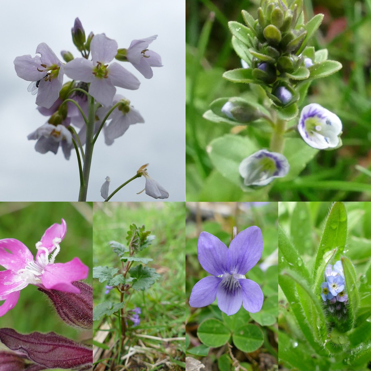 And more pretty #wildflowers for this week’s #wildflowerhour 🌿#cuckooflower #speedwell ? #redcampion #groundivy #dogsviolet and #forgetmenot best wishes from #Perthshire #Scotland @wildflower_hour @BSBIbotany @PlantlifeScot #LawnFlowers #NoMowMay