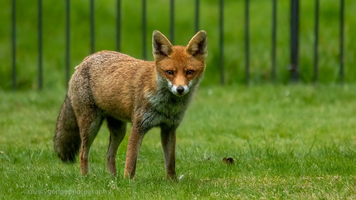 greenroofsuk's tweet photo. #foxes galore at dawn this morning 1 #greenwichpark 2 #vanburghpits - no sunrise but plenty of #foxes (8 in all)#blackheath #greenwich @theroyalparks https://t.co/i3P54wLAoK