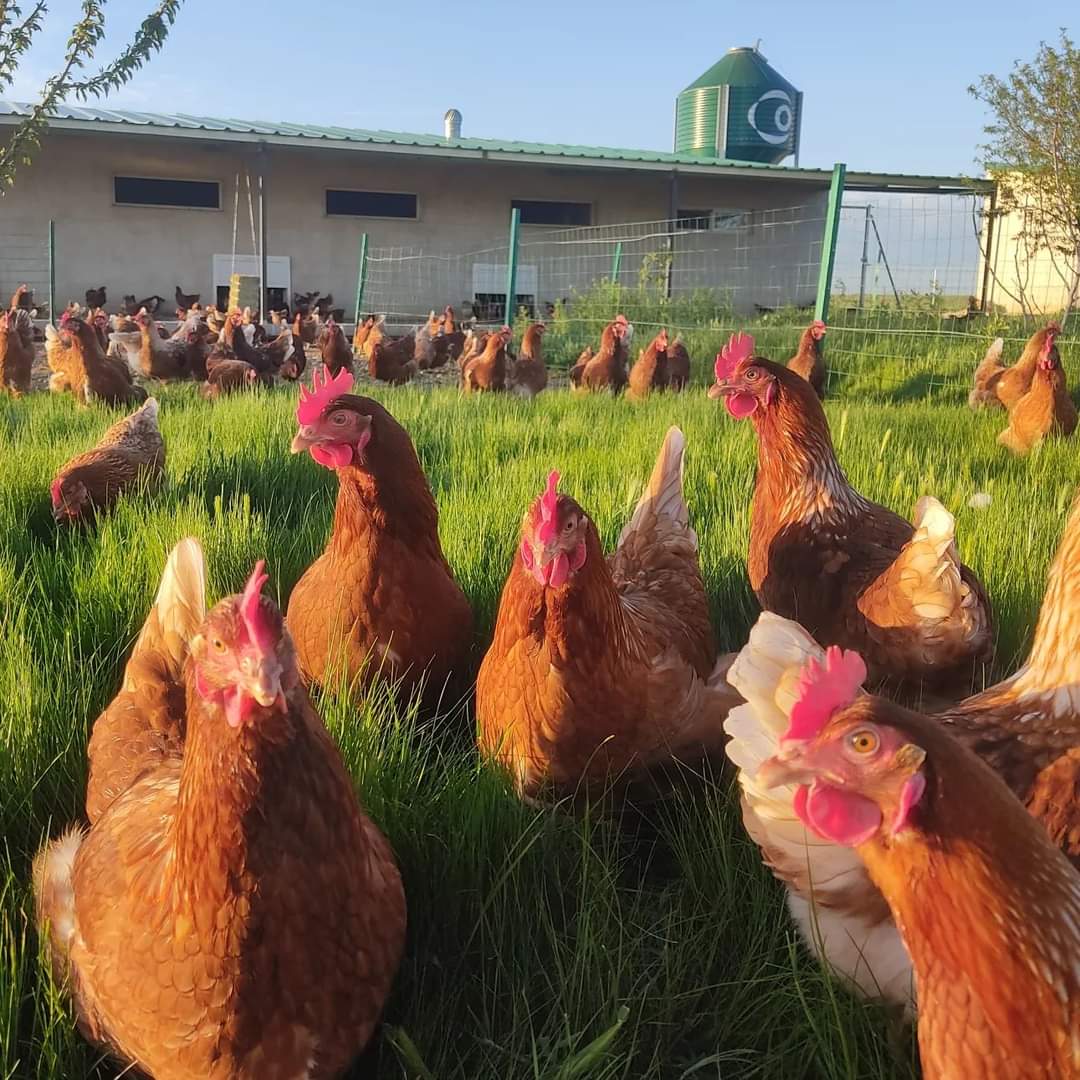 CamperosGP's tweet photo. Tenemos alguna novedad que otra en la granja.
Como muchos sabréis, hemos pasado una temporada difícil con el tema de la gripe aviar. Confinamos nuestras gallinas como medida preventiva, siguiendo los consejos de @AvivetI nuestros veterinarios (que haríamos sin ellos). https://t.co/TbneiUrflh