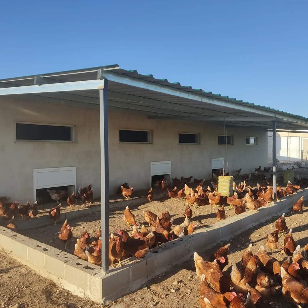 CamperosGP's tweet photo. Tenemos alguna novedad que otra en la granja.
Como muchos sabréis, hemos pasado una temporada difícil con el tema de la gripe aviar. Confinamos nuestras gallinas como medida preventiva, siguiendo los consejos de @AvivetI nuestros veterinarios (que haríamos sin ellos). https://t.co/TbneiUrflh