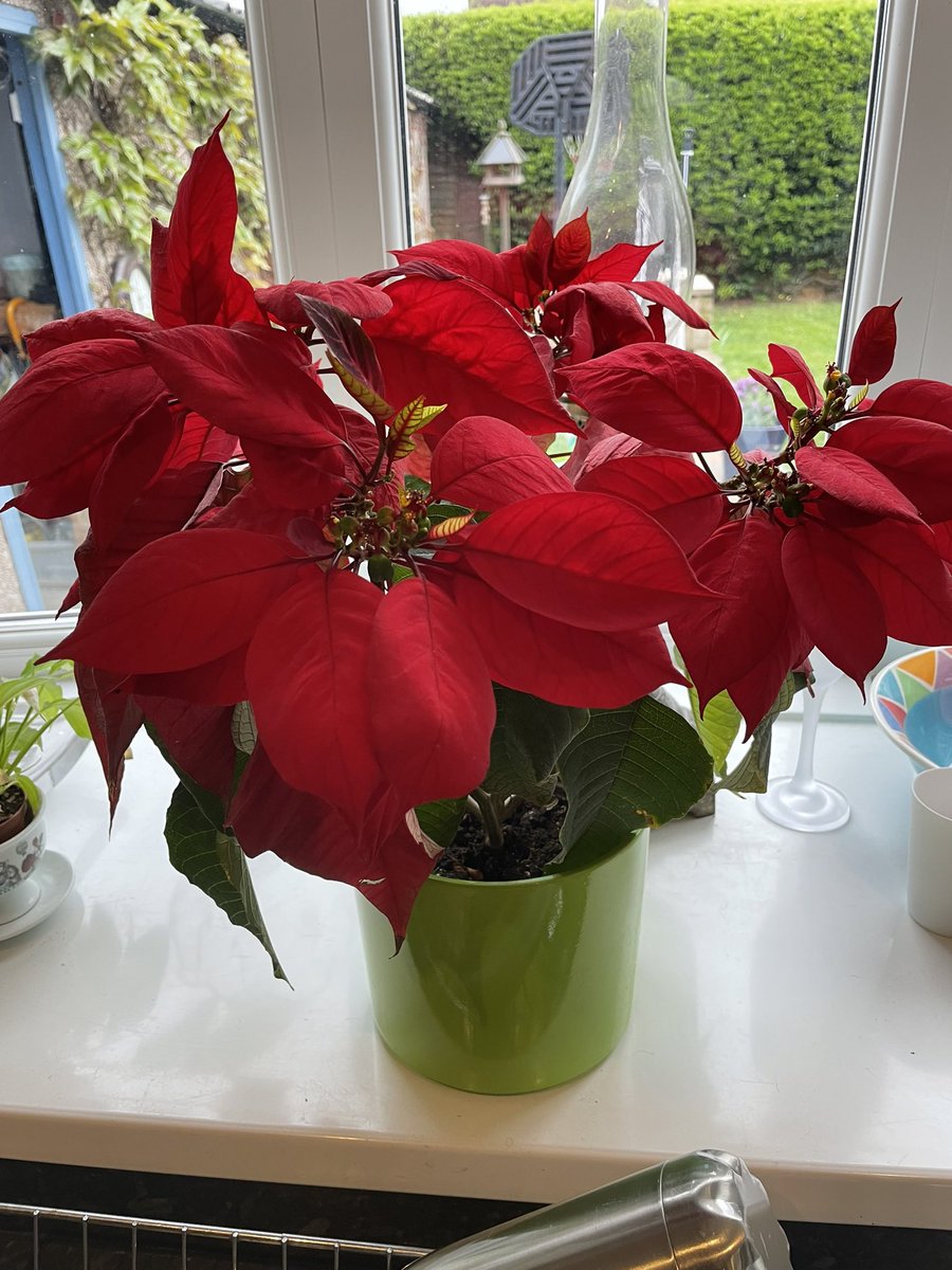 stuchbutty's tweet photo. Anyone elses Christmas 2021 poinsettia still thriving? #poinsettia #mineis #christmas2023 https://t.co/PK5XBeNkEG