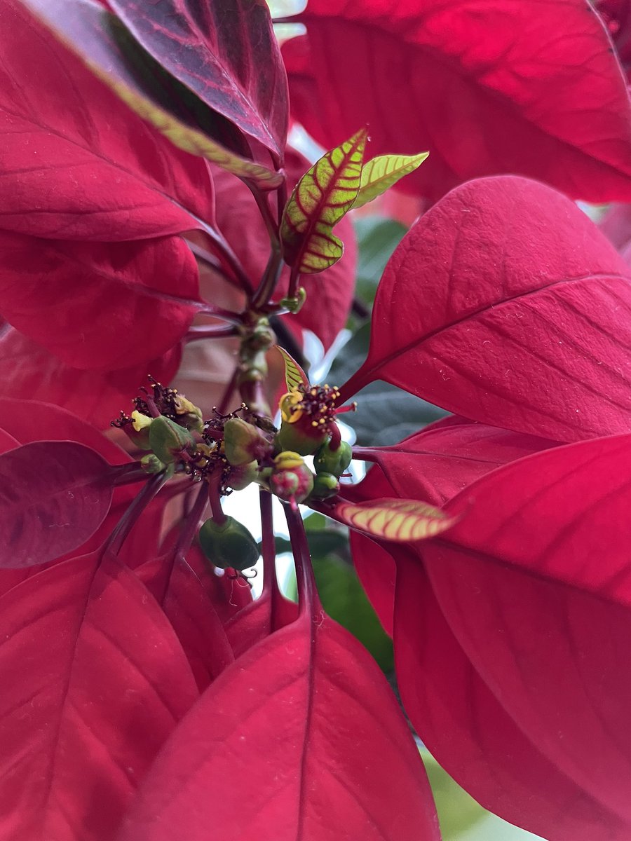 stuchbutty's tweet photo. Anyone elses Christmas 2021 poinsettia still thriving? #poinsettia #mineis #christmas2023 https://t.co/PK5XBeNkEG