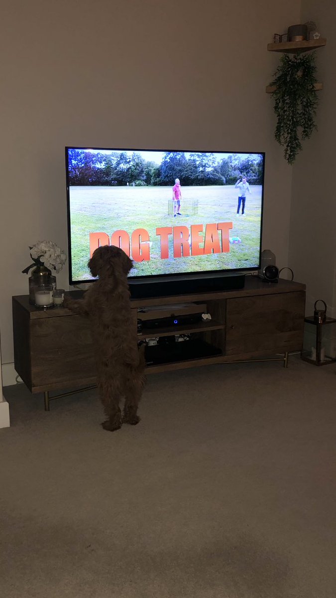 CharleyGray's tweet photo. @StephenMulhern we didn’t know our dog could read but now we have to give him a treat! 🙄 https://t.co/wlP5W5It46