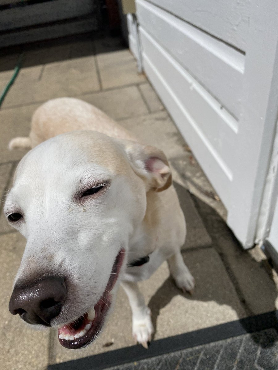 rip my lil biscuit❤️🐾thank you for being the best bud i could have ever asked for.