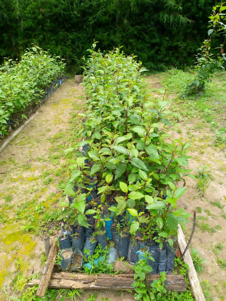 Gishwati Modern Agriculture &Environmental Mgt Ltd tweet media