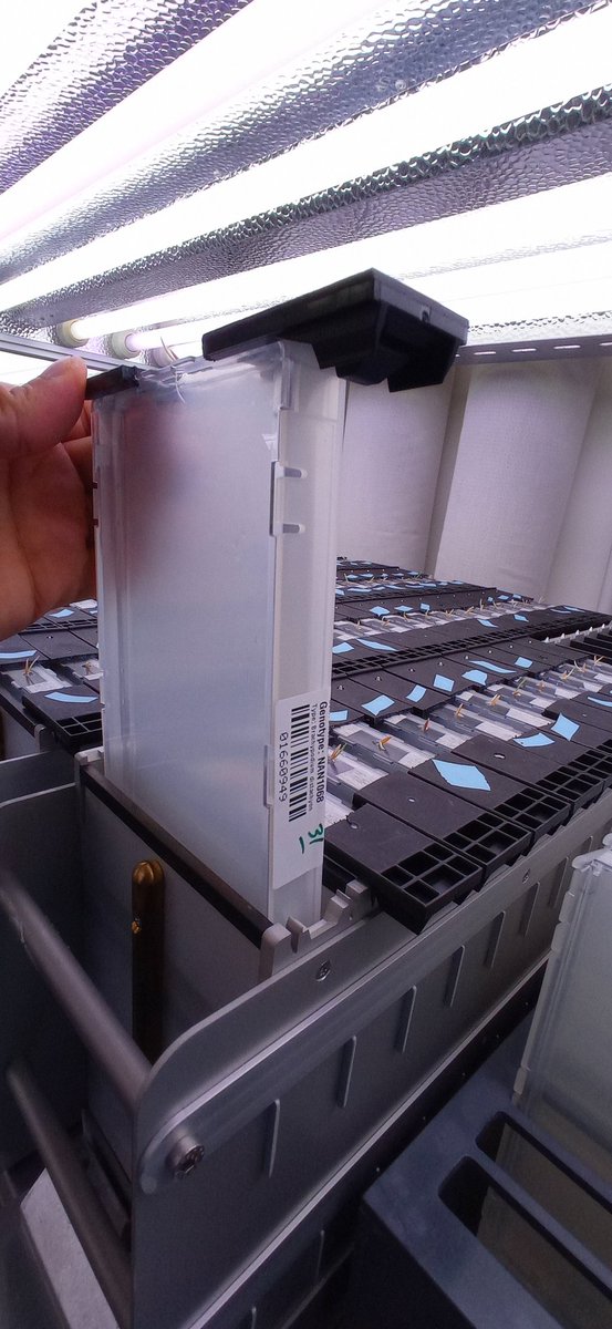 HamidRouina's tweet photo. Can't feel like a Monday if you work all weekend! 😎
I really liked this setup. It took more than a month to  prepare everything for the test. I look forward to see the results.
@Ibg2Root @IBG2Plant @PhenoRob @j_a_postma https://t.co/4mVbuaIgCZ