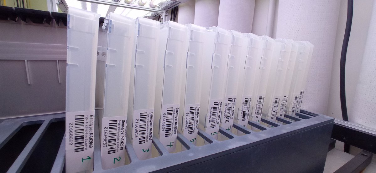HamidRouina's tweet photo. Can't feel like a Monday if you work all weekend! 😎
I really liked this setup. It took more than a month to  prepare everything for the test. I look forward to see the results.
@Ibg2Root @IBG2Plant @PhenoRob @j_a_postma https://t.co/4mVbuaIgCZ
