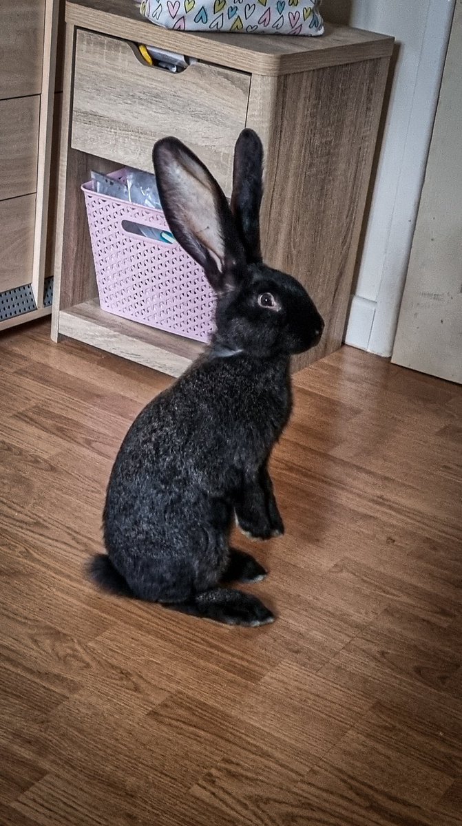 We have a family member! Introducing Hercules Bunnigan the Giant Conti! ❤️