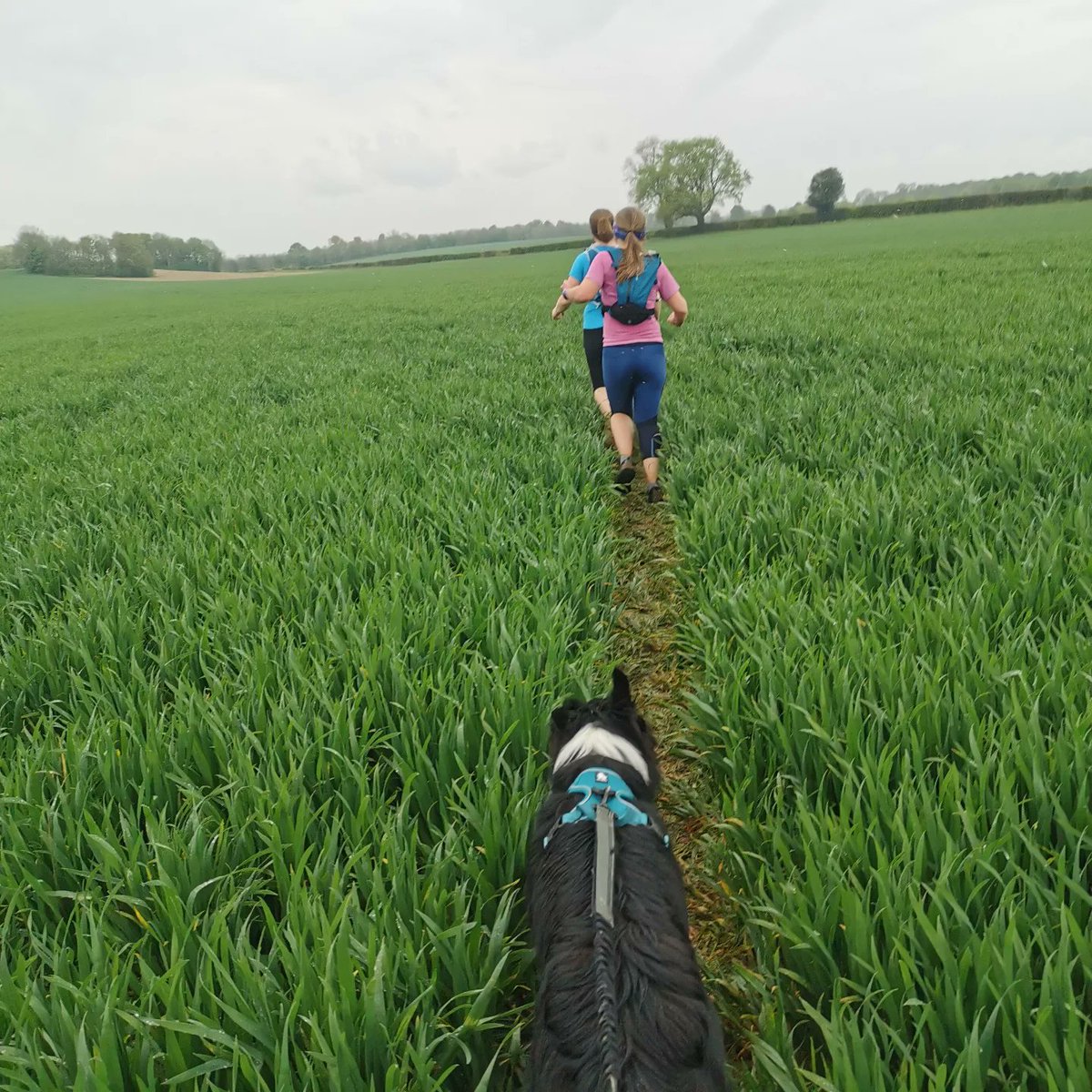 Merlin05629383's tweet photo. Had a great time doing my first half marathon today at the #bluebelldash #bordercollie #HalfMarathon #runningwithdogs https://t.co/j9XDXe9Hbj