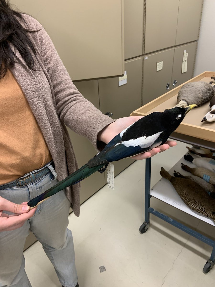 BioDivDay's tweet image. Did you enjoy this week of posts featuring the MWFB? You can also stay up to date on the Museum by following their social media accounts, @MWFB

Stay tuned for more collection spotlights coming soon. Comment below which museums you’d like to see next! #UCDavis