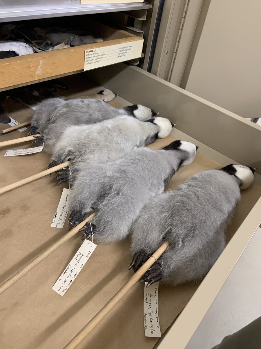 BioDivDay's tweet image. Did you enjoy this week of posts featuring the MWFB? You can also stay up to date on the Museum by following their social media accounts, @MWFB

Stay tuned for more collection spotlights coming soon. Comment below which museums you’d like to see next! #UCDavis