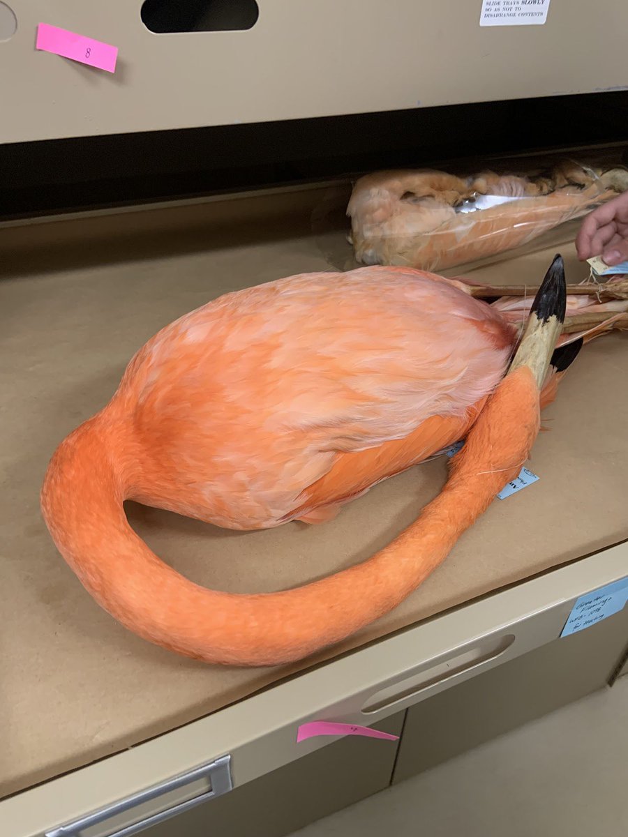 BioDivDay's tweet image. Did you enjoy this week of posts featuring the MWFB? You can also stay up to date on the Museum by following their social media accounts, @MWFB

Stay tuned for more collection spotlights coming soon. Comment below which museums you’d like to see next! #UCDavis