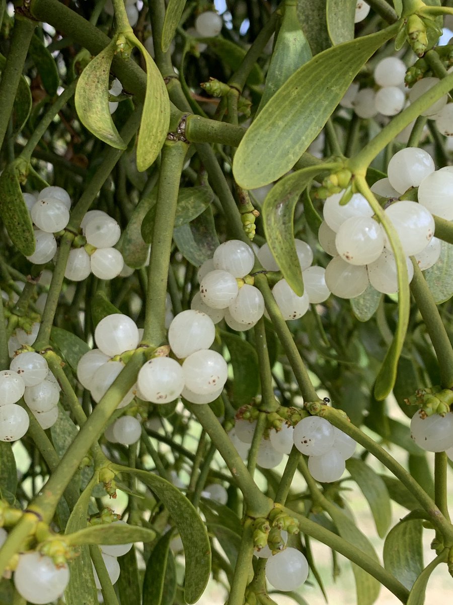 Helen Allsebrook tweet media