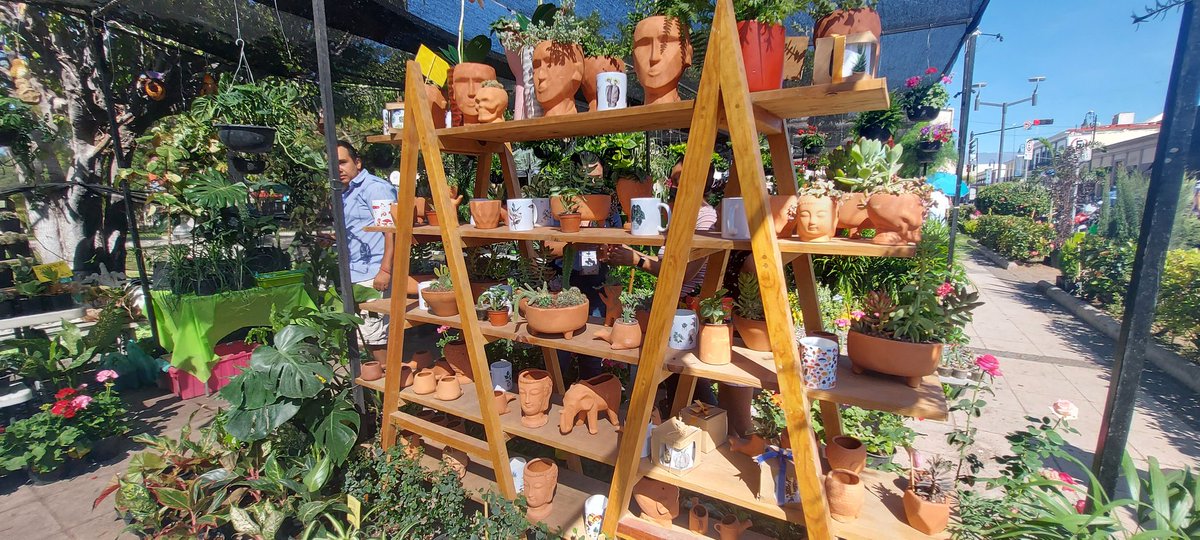lunallenaisa's tweet photo. Las plantas y su poder de hacernos felices con solo verlas!!🥰🥰🥰
#naturaleza #flores #Colima https://t.co/sauES1B2lJ