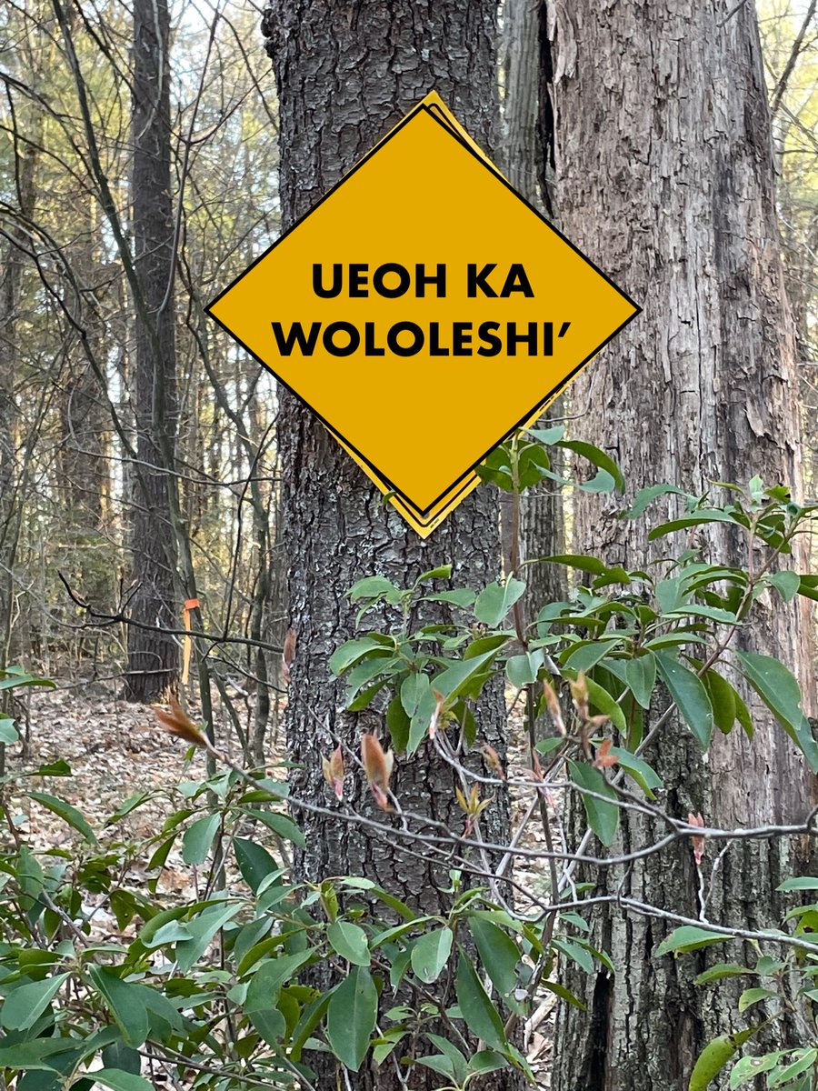 Today's Tequi word of the day is wololeshi’ /wololeʃíʔ/ “move by rolling,” like a log or a wheeled vehicle