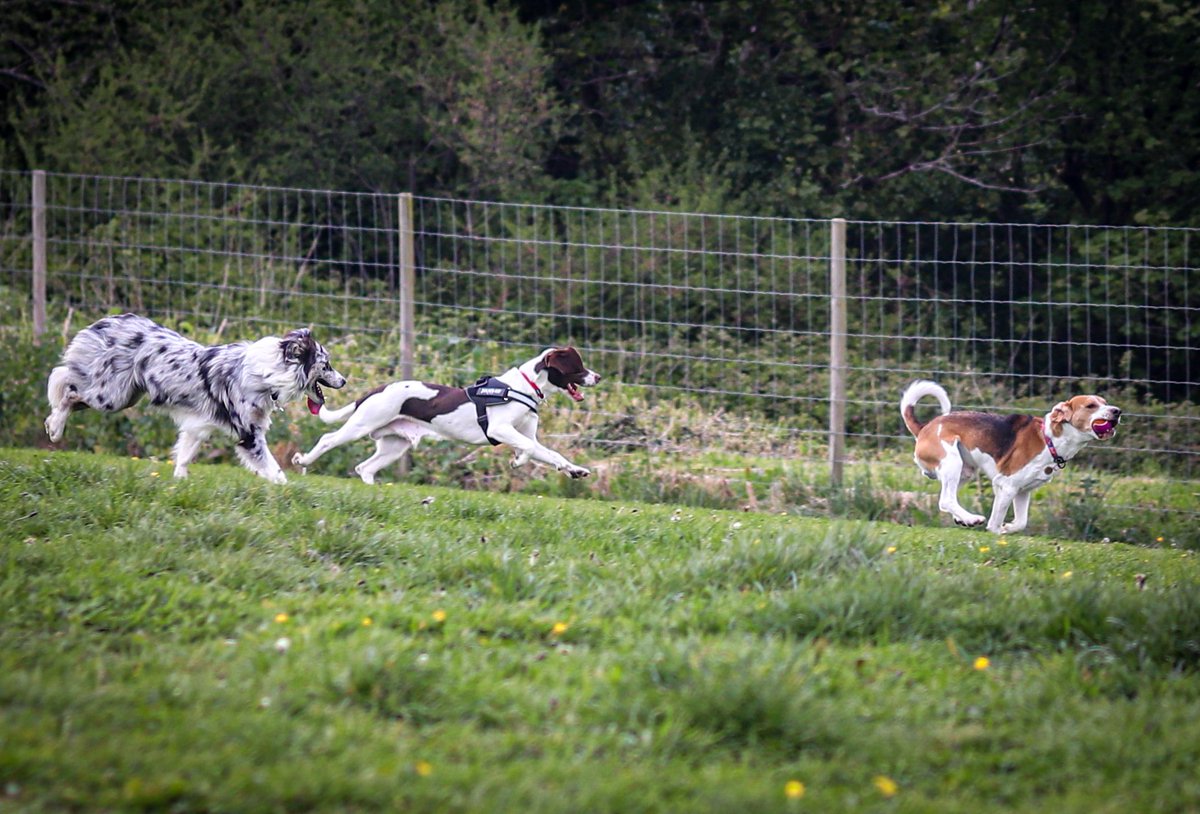 Friday night puppy club! Max and his pals ❤️ 

#dogsoftwitter #beagle #bordercollie #speagle