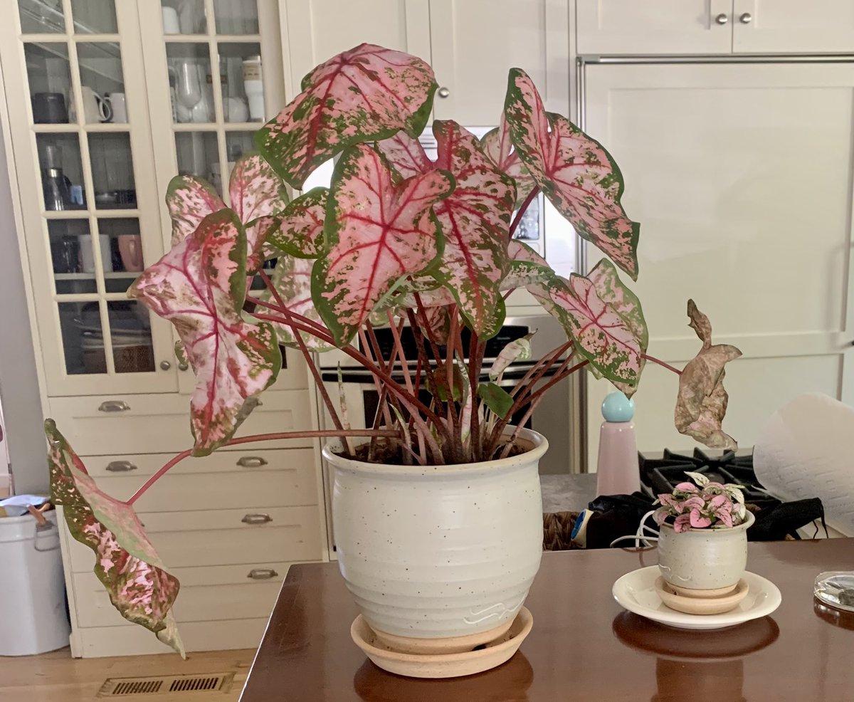 jennycohn1's tweet image. Dear Green Thumb Twitter: Why do you think my new plant is drooping? #plantsoftwitter