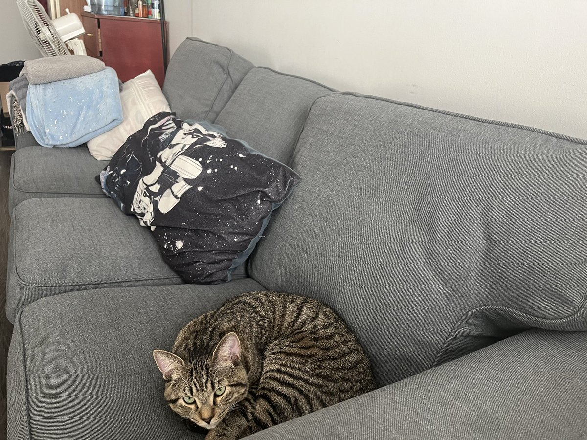 ungracioussquat's tweet photo. #Caturday https://t.co/NwFRMJXeEU