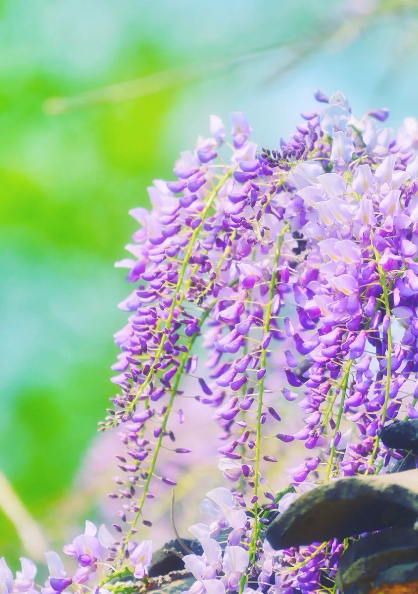 ThisisSuzhou's tweet photo. The city of #Suzhou is dense with the light fragrance of wisteria flowers, a seasonal delight for locals. #SpringInSuzhou #naturephotography https://t.co/7SemIYYbLO