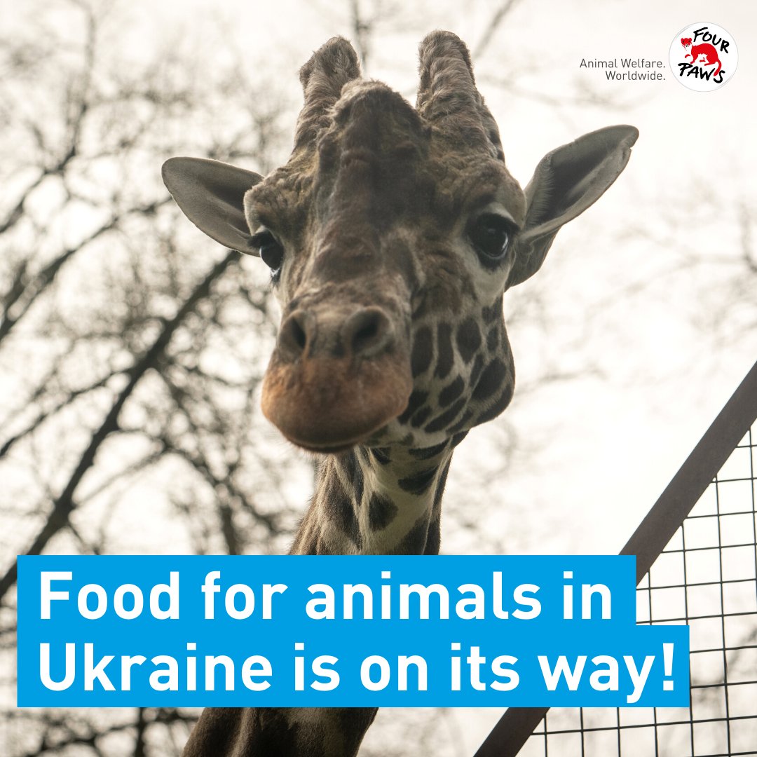 fourpawsAU's tweet photo. #FoodForAnimals in Ukraine is on its way! 🇺🇦🚂
 
Soon the animals in #Kyiv Zoo and many other zoos in #Ukraine will receive ANOTHER 20 tons of food 🥫 as a result of FOUR PAWS &amp; the transport cooperation with the wonderful Austrian Federal Railways @unsereOEBB.

#EmergencyRelief https://t.co/0kdAm1s1eJ