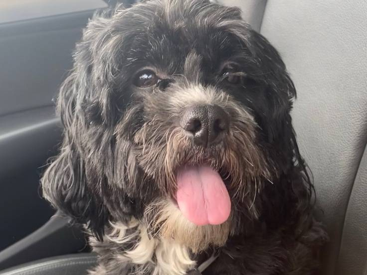 LostDogsIL's tweet photo. Home at Last! #Pupperoni found #Chicago, #IL #GreatGrandCrossing is home safe and sound! Found 04-27-2022. Reunited 05-01-2022. Welcome home Pupperoni! MICROCHIPS WORK!!! Thank you to the person that kept this dog safe until the owners were found.
#LostDogsIllinois Petโฆ https://t.co/GMeuccxj6o