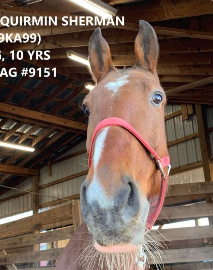 ❤Squirmin Sherman went home today!❤ Another one for a THERAPY PROGRAM-such a super breed! This very big guy will spend his days being pampered with an excellent trainer and providing therapy to disabled kids and veterans.  ♥️♥️♥️ A ki ll save by SRF SOSS and donors!
