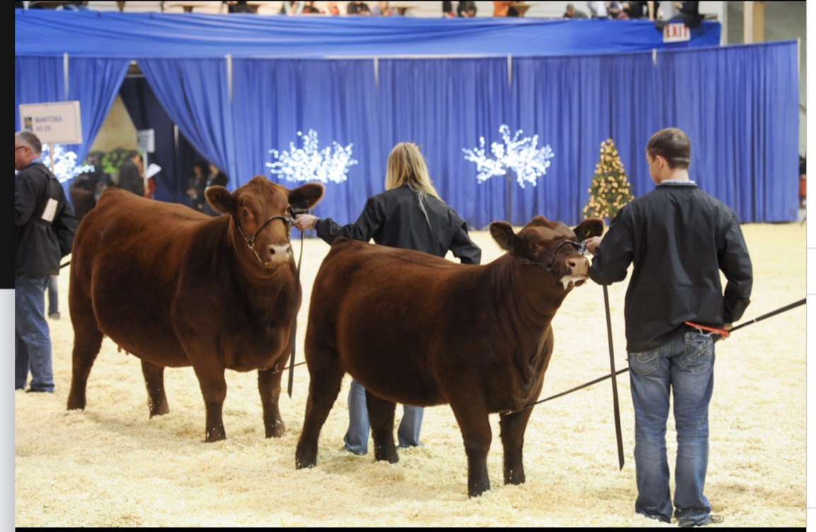 PrimariusReds's tweet image. Primarius Reds - Glitterbug 165B.