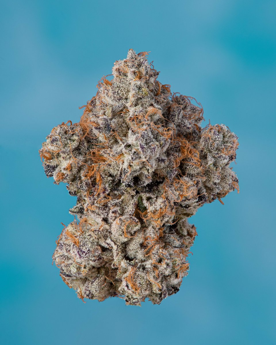 Cookies πͺ (@cookiesglobal) on Twitter photo fresh drop of { Fly } and { Gary Payton } just hit πͺπ½π¨π¨π¨π¨ <a href="/Pieguy420/">Kenny Powers</a> fresh drop of { Fly } and { Gary Payton } just hit πͺπ½π¨π¨π¨π¨ <a href="/Pieguy420/">Kenny Powers</a>