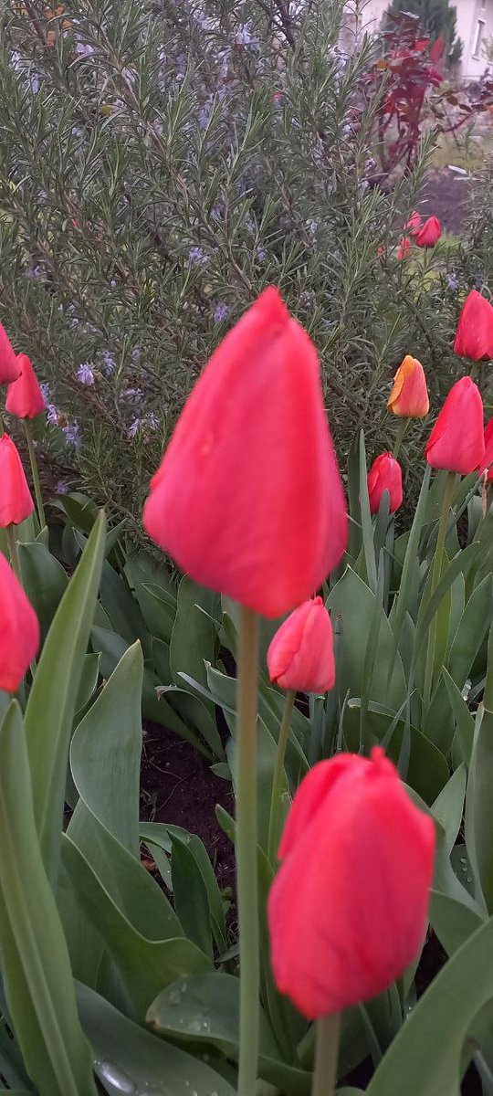 Thanks to my Bulgarian friends for sharing the roses that are about to bloom. The purer the friendship, the better the world