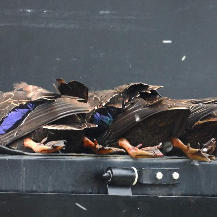 GeelongDuckRescue tweet media