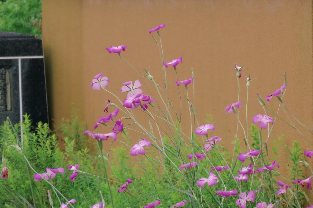 アグロステンマ Twitter Search Twitter