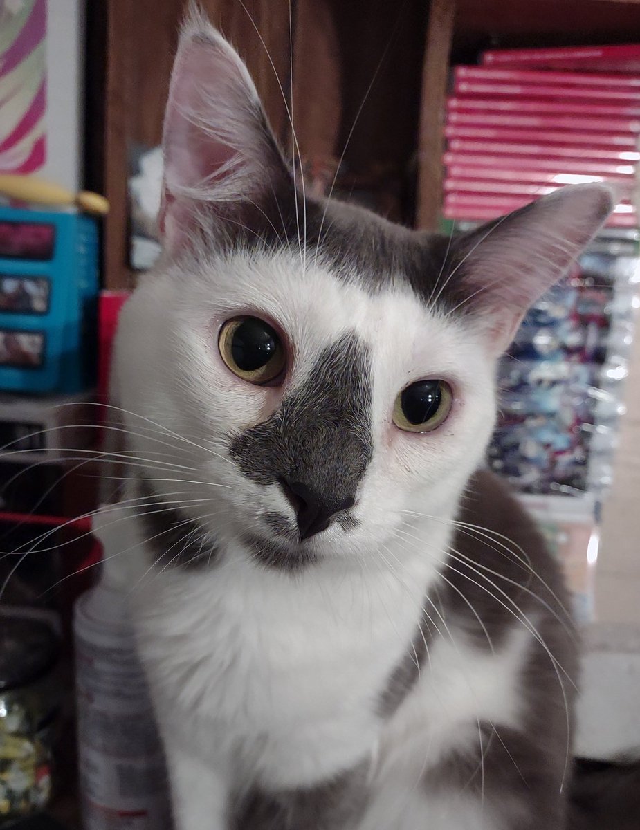 Listless_Chuuni's tweet photo. 🧶🐈💨 https://t.co/0eqRgbTdCm
