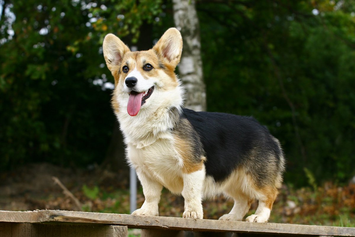 umnVMC's tweet photo. The first week of May is #NationalPetWeek! This time is meant for celebrating the relationship between pets and humans and to encourage responsible pet care all weeks of the year. Learn more about how you can celebrate your pet this week: https://t.co/KqUSdkHkTT #umnVMC https://t.co/DZMr5dPcsD