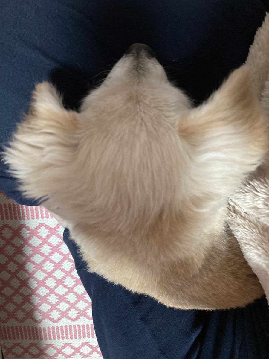 ShellyK_April25's tweet photo. Good morning 🐶
My dog was sleeping next to me. 😍
She’s from southern county so she hates cold weather . 🥲
I’ll go home early for you. ;)) 🐶
#iphonese2 #iphonephotographer #lovemydog #halfbloodpomeranian #onthewaytowork https://t.co/dQu9tCHe5s