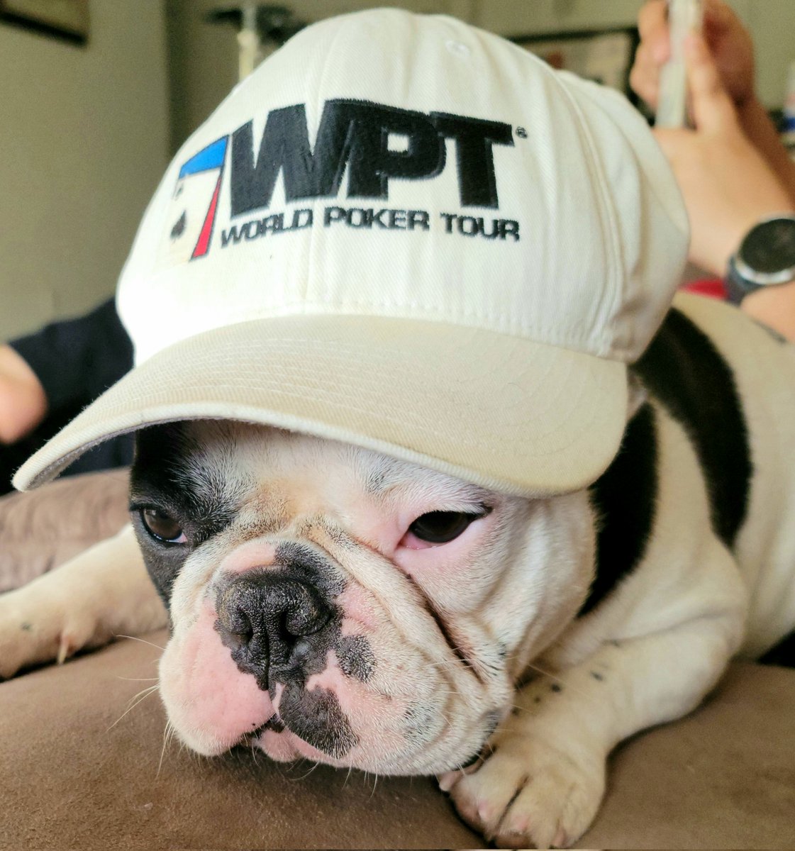 wacoachrusso's tweet photo. @WPTlive About to take down thsi #wptdeepstack tourney!! https://t.co/YBLHrcFm8E