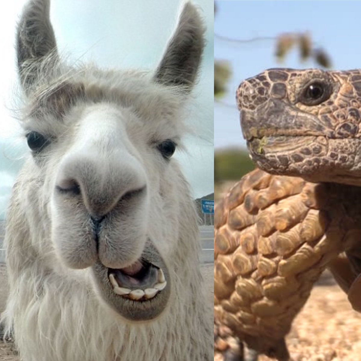 🦙🐢🐷⁉️ Who are you most excited to meet next Saturday at the Signature Social?
llama, Pygmy goats, Desert Painted Sheep, Rabbits, Ducks, Banty Chickens and a Tortoise.
Save $5 today by reserving your wristbands here. signatureprep.org/sigsocial
See you on May 7th!

#SigSocial