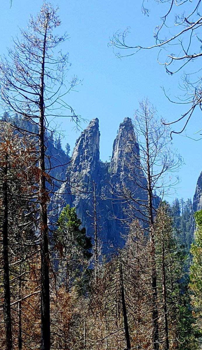 griz1's tweet photo. Often overlooked #YosemiteValleyLoopTrail... doesn't climb rocks or ledges, but circles #YosemiteValley with solitude, quiet, beautiful forest & fresh views of sheer cliffs! @thefluffa @YosemiteNPS #YosemiteFalls #SentinelRock #SentinelFalls #CathedralSpires #Giza27th @mackpurp https://t.co/iWFbqre7Kw