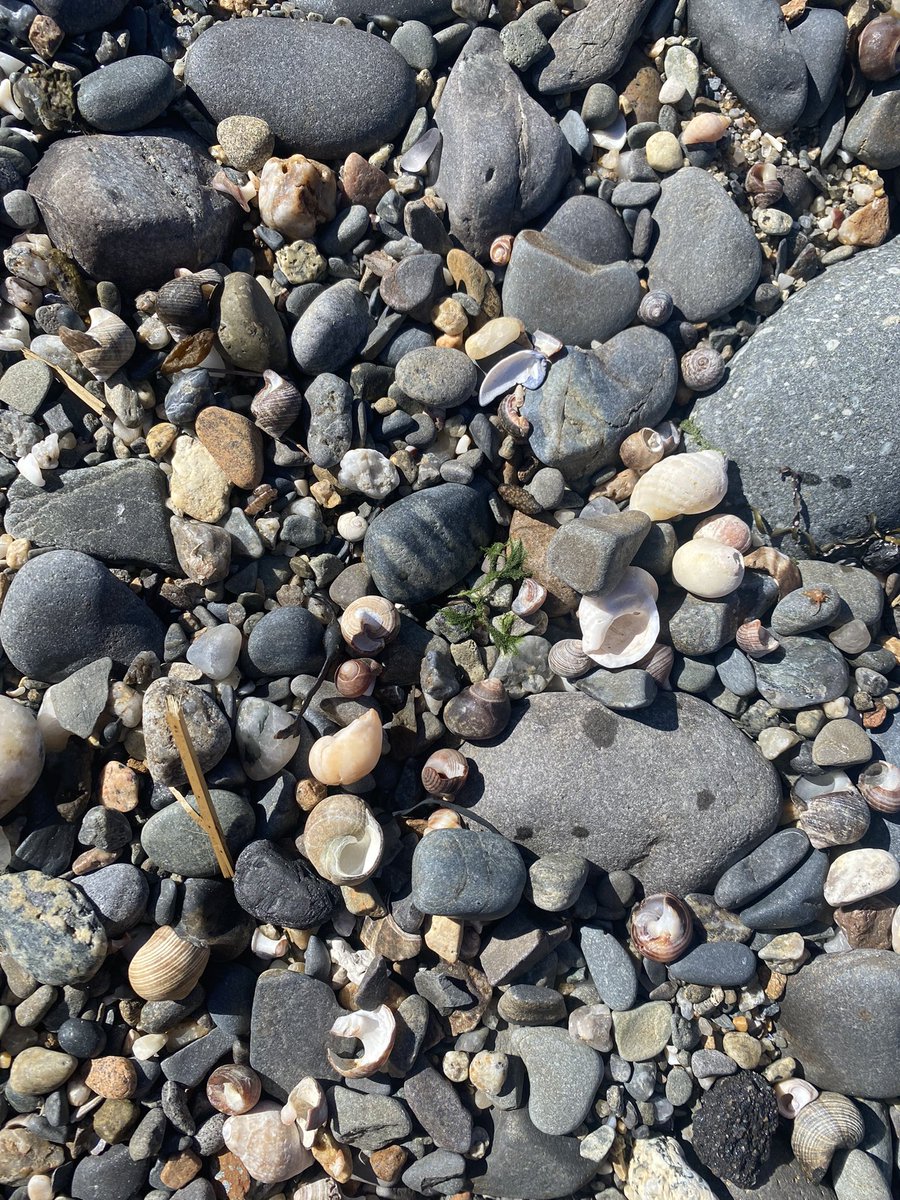 MsDelfosse's tweet photo. Cool beach finds checking out a tide pool area in Maine today! Seeing some sights before teaching kids tomorrow! https://t.co/oBsMyjvS10