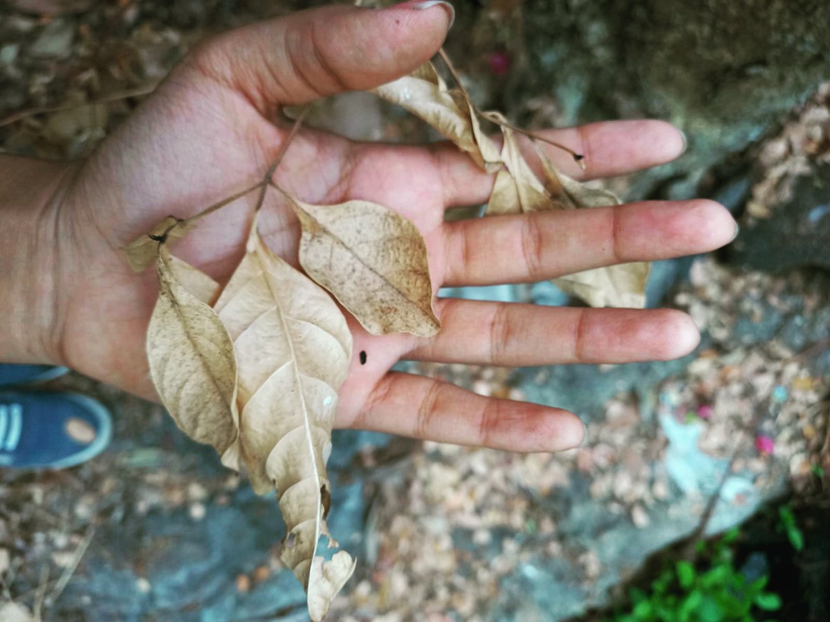 the_turningtide's tweet photo. Every Leaf Counts
Don't Waste Them
They breakdown &amp; form new #soil full of nutrients for plants/trees

So use them &amp; please don't burn them
#compost / #mulch them and the biodiversity around will #love you for it https://t.co/UQWkkud97L