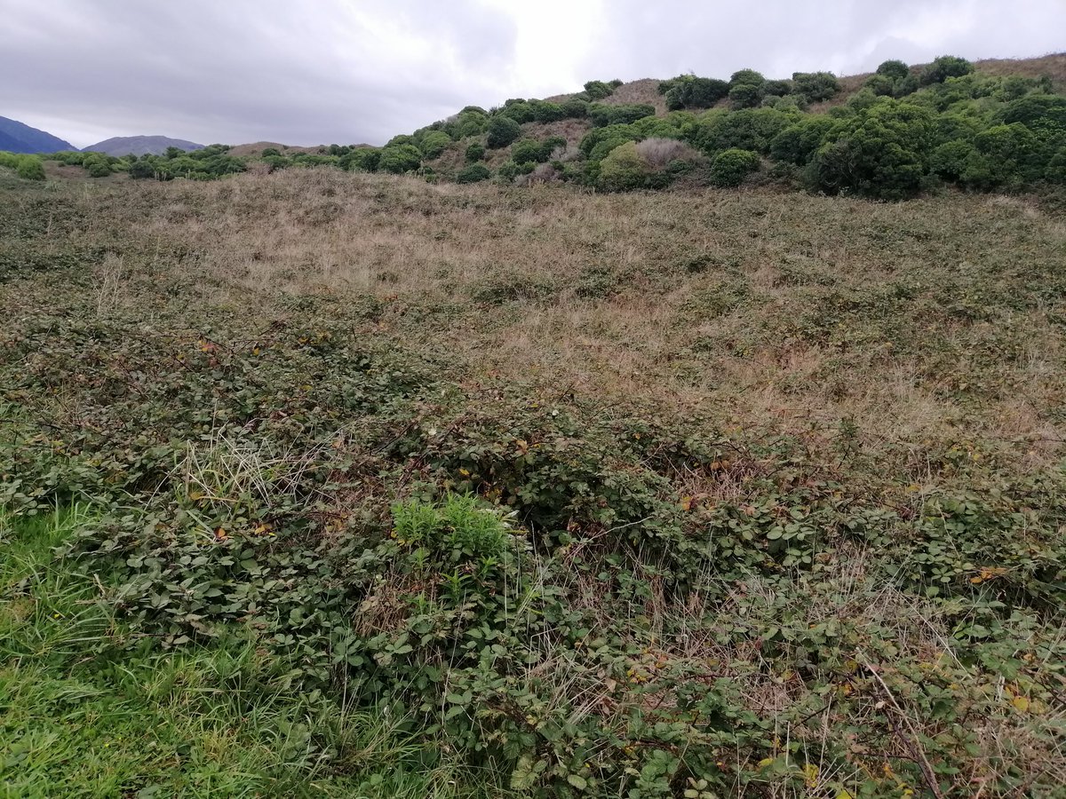 KorimakoEcology's tweet photo. Restoration planting without weed control is a waste of everyone's time, not to mention enormous amounts of money. May as well mow the first two sites and start again. The third photo can still be saved but it will take sustained effort. https://t.co/Hp7amtYiu8
