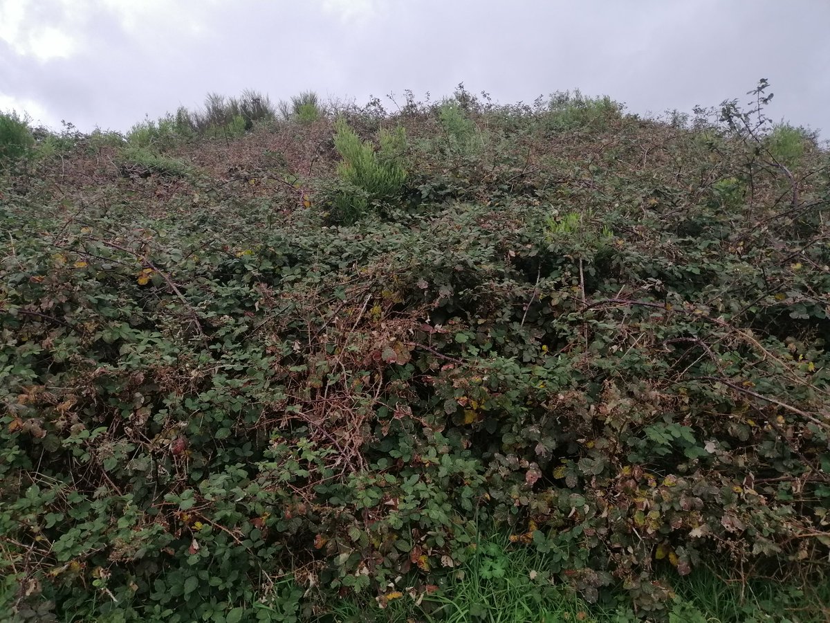 KorimakoEcology's tweet photo. Restoration planting without weed control is a waste of everyone's time, not to mention enormous amounts of money. May as well mow the first two sites and start again. The third photo can still be saved but it will take sustained effort. https://t.co/Hp7amtYiu8