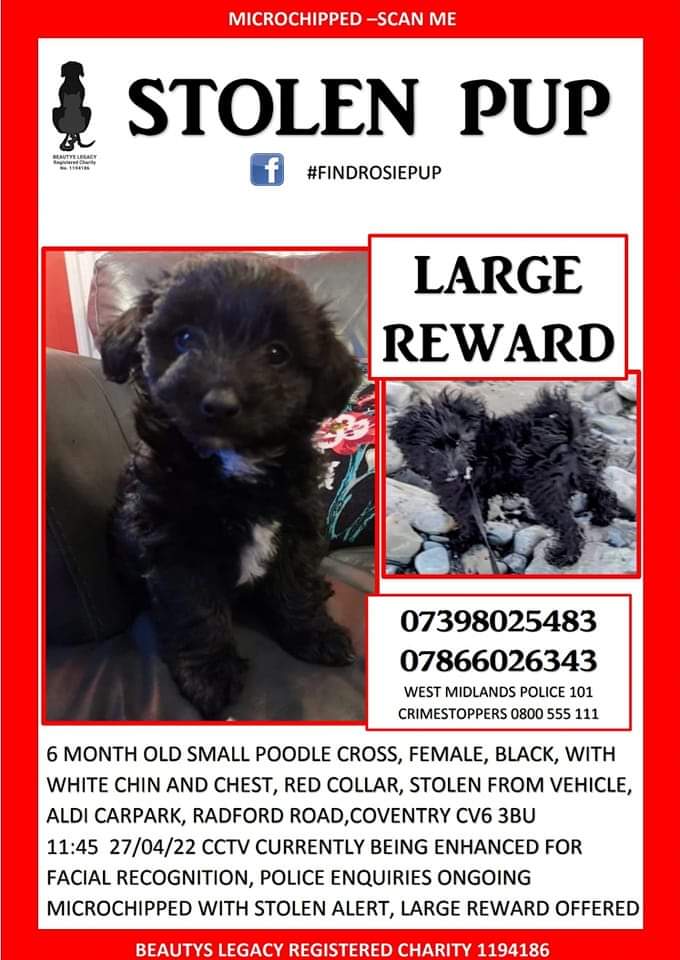 MissingPetsGB's tweet photo. 🐕#URGENT ROSIE is a 6 month old small poodle cross, she is black with a white chin &amp; chest. She was #stolen from a vehicle in Aldi carpark, Radford Rd #Coventry #CV6 at approx 11:45 Wed 27/04
She was wearing a red collar &amp; is microchipped
REWARD OFFERED https://t.co/zVS3HOlc77 https://t.co/aSwWeMkdrQ