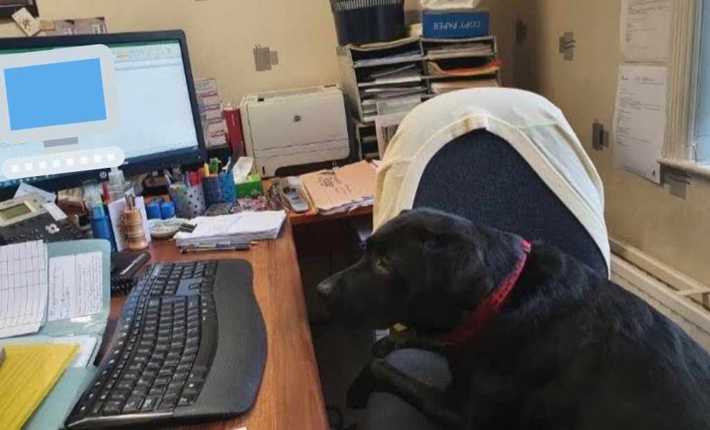 Kazzerdam's tweet photo. @BecciPaints Here is seb. He is a business dog with a soft side. https://t.co/MCvsZGBbiD