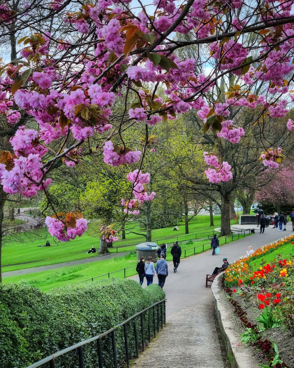 Kazzycrazy78's tweet photo. Cherryblossoms in Edinburgh 
#cherryblossom #edinburghcastle #Scotland #Edinburgh #visitedinburgh #cherryblossomafterwinter #SAKURA #spring #springphotography #SpringVibes #photography #photooftheday https://t.co/ArjEQbda8w