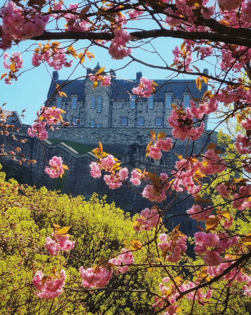 Kazzycrazy78's tweet photo. Cherryblossoms in Edinburgh 
#cherryblossom #edinburghcastle #Scotland #Edinburgh #visitedinburgh #cherryblossomafterwinter #SAKURA #spring #springphotography #SpringVibes #photography #photooftheday https://t.co/ArjEQbda8w