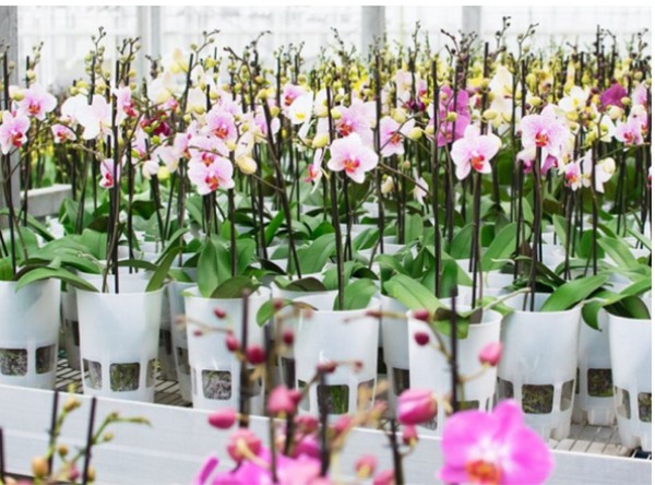 Maarel Orchids kiest voor leds van Sollum - <a href="/sollumtech/">Sollum Technologies</a>
bpnieuws.nl/article/941066…